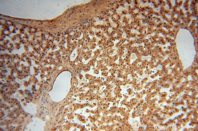 UFSP2 Antibody in Immunohistochemistry (Paraffin) (IHC (P))