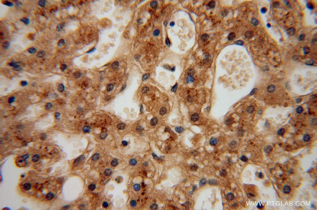 UFSP2 Antibody in Immunohistochemistry (Paraffin) (IHC (P))