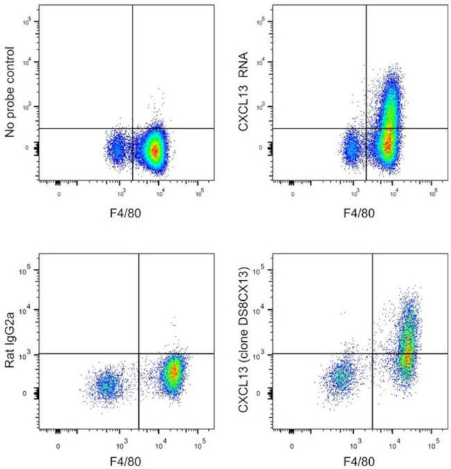 CXCL13 Antibody