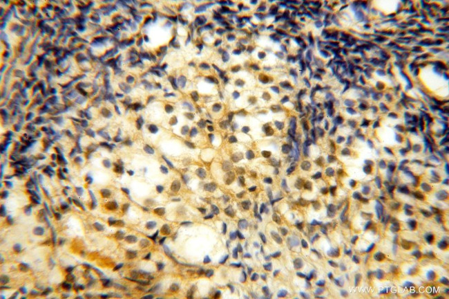 TBC1D23 Antibody in Immunohistochemistry (Paraffin) (IHC (P))