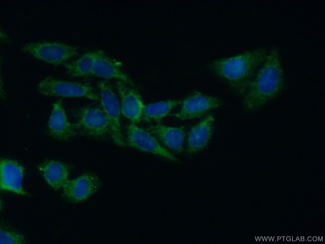 HPD Antibody in Immunocytochemistry (ICC/IF)