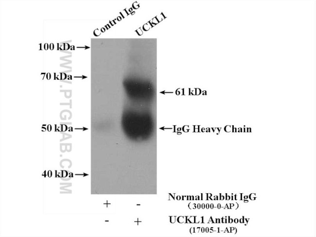 UCKL1 Antibody in Immunoprecipitation (IP)