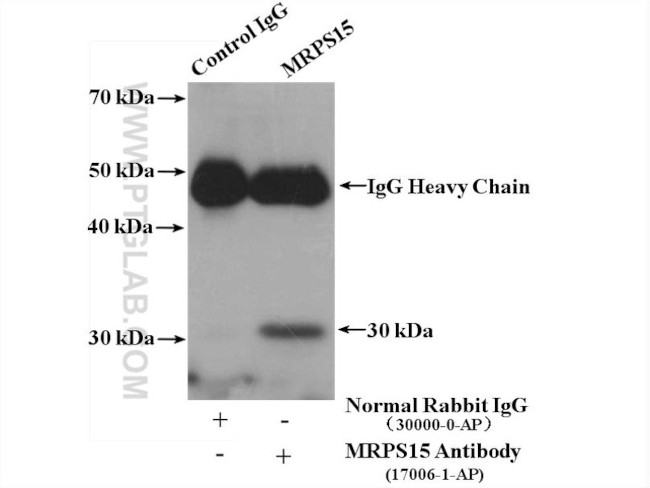 MRPS15 Antibody in Immunoprecipitation (IP)