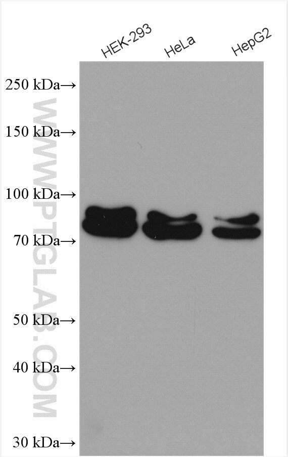 MUT Antibody in Western Blot (WB)