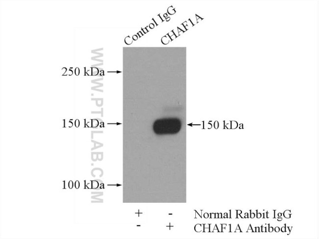 CHAF1A Antibody in Immunoprecipitation (IP)