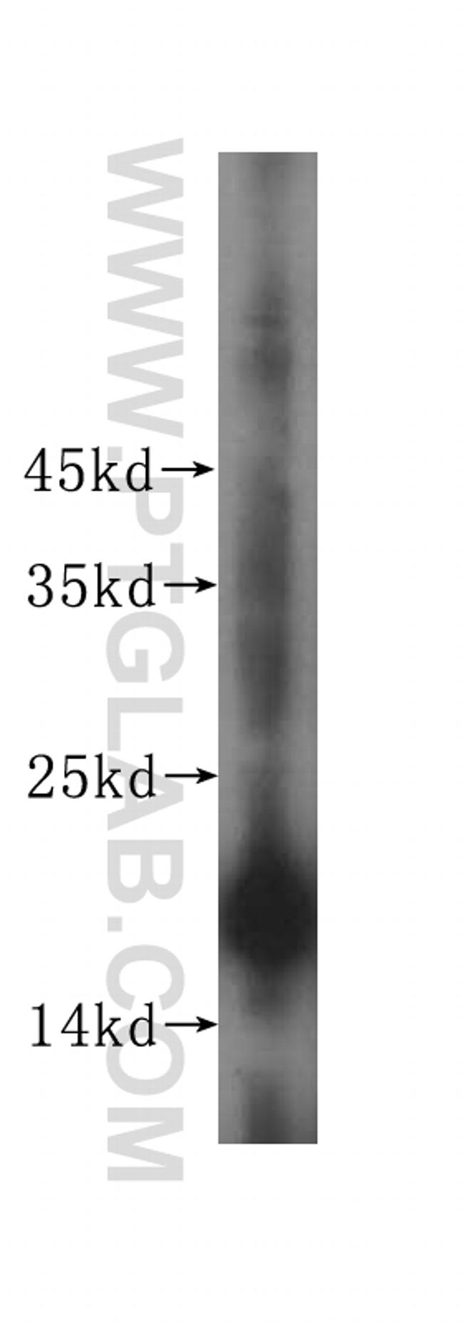 MRPS11 Antibody in Western Blot (WB)