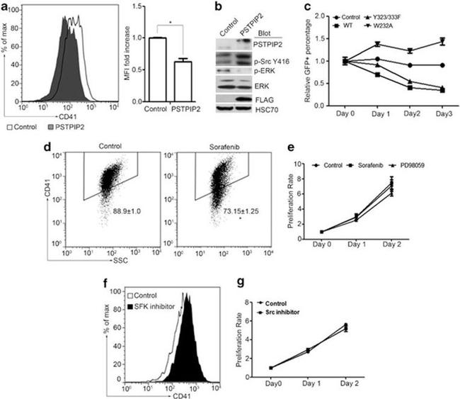 CD41a Antibody