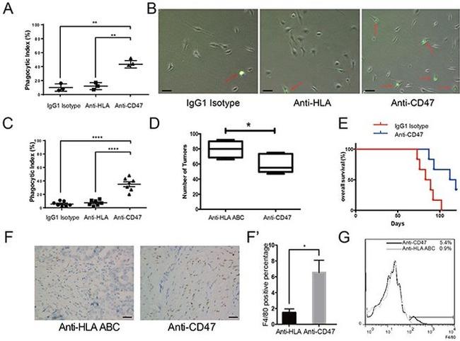 CD47 Antibody in Flow Cytometry (Flow)