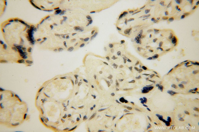 LARP7 Antibody in Immunohistochemistry (Paraffin) (IHC (P))