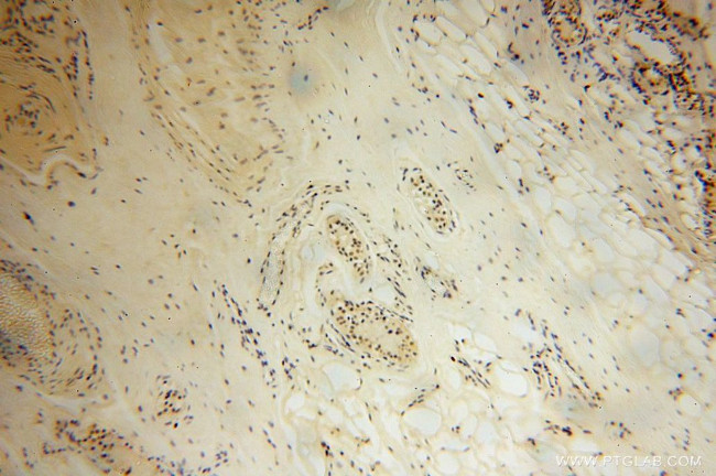 LARP7 Antibody in Immunohistochemistry (Paraffin) (IHC (P))