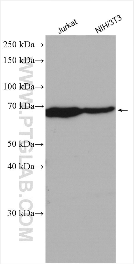 LARP7 Antibody in Western Blot (WB)