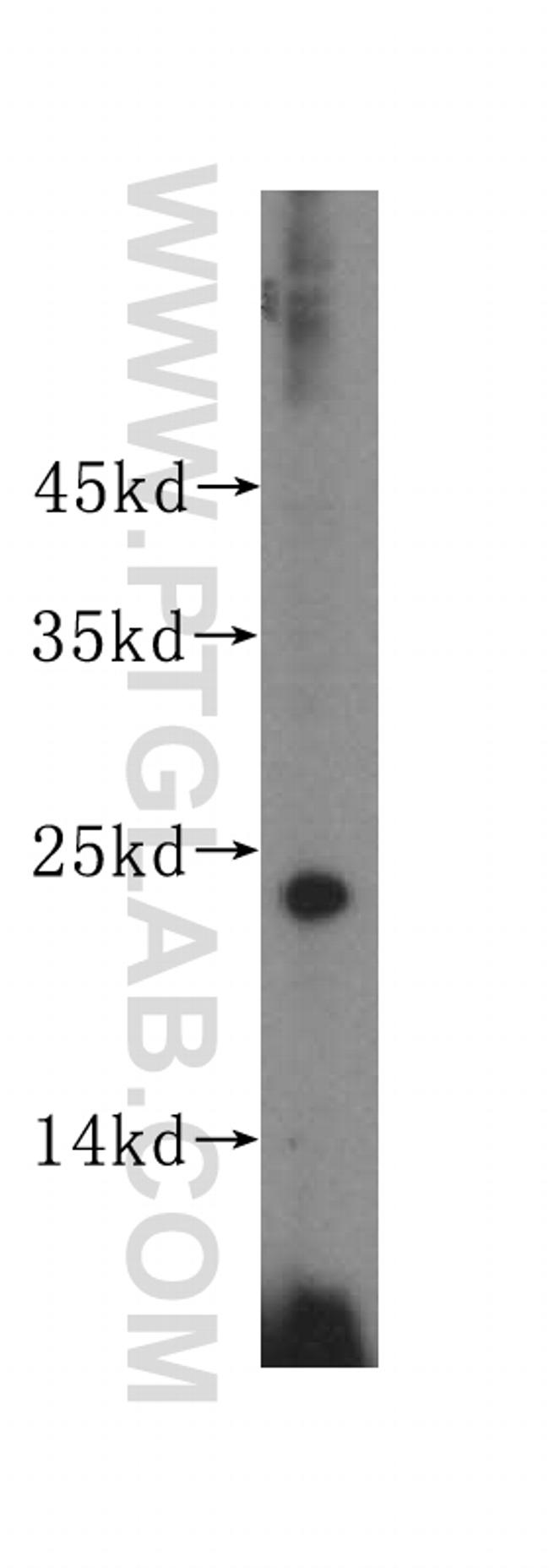 RPL24 Antibody in Western Blot (WB)