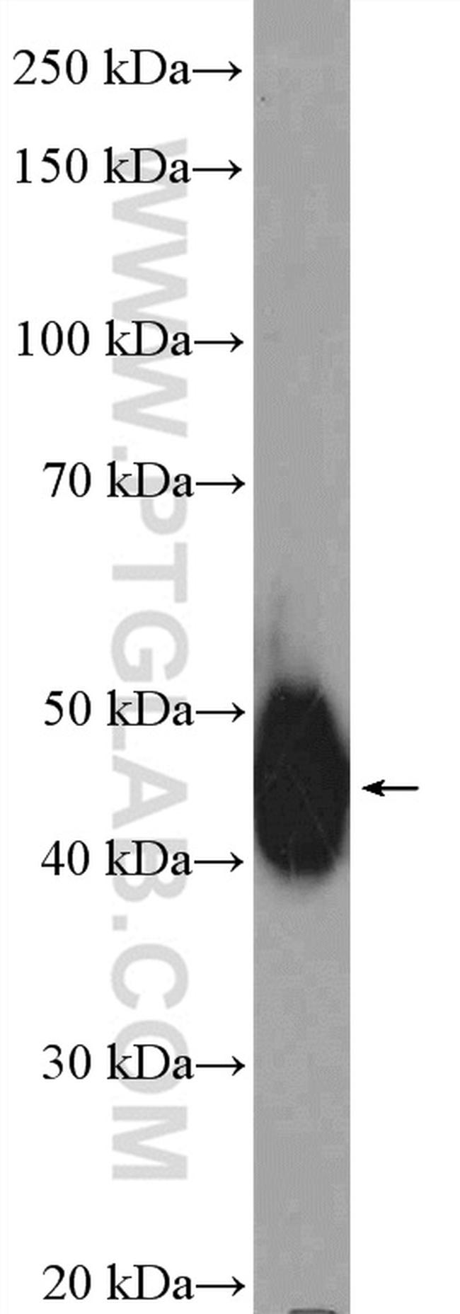 LUC7L Antibody in Western Blot (WB)