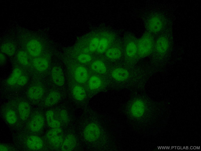 PDPK1 Antibody in Immunocytochemistry (ICC/IF)