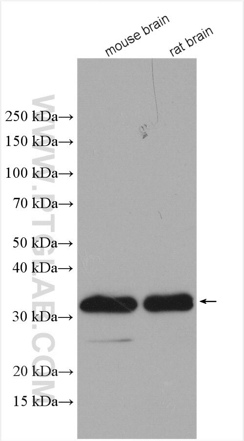 MFF Antibody in Western Blot (WB)