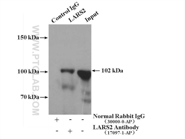 LARS2 Antibody in Immunoprecipitation (IP)