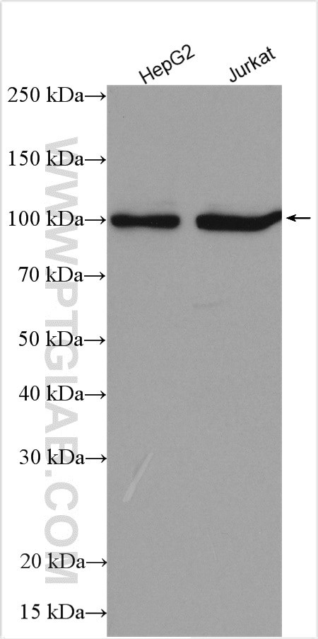 LARS2 Antibody in Western Blot (WB)