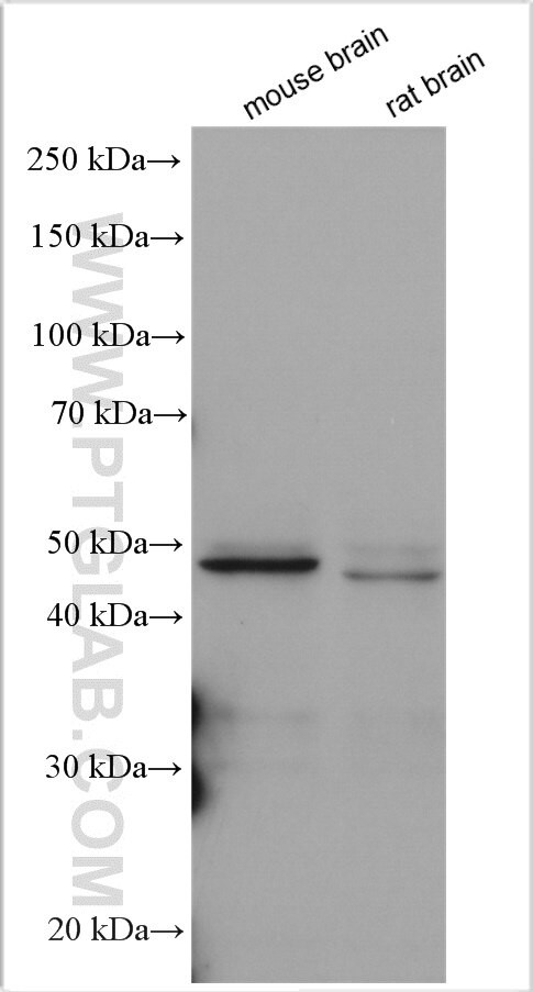 DGAT2 Antibody in Western Blot (WB)