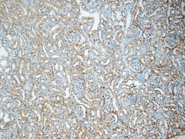 GNPDA2 Antibody in Immunohistochemistry (Paraffin) (IHC (P))