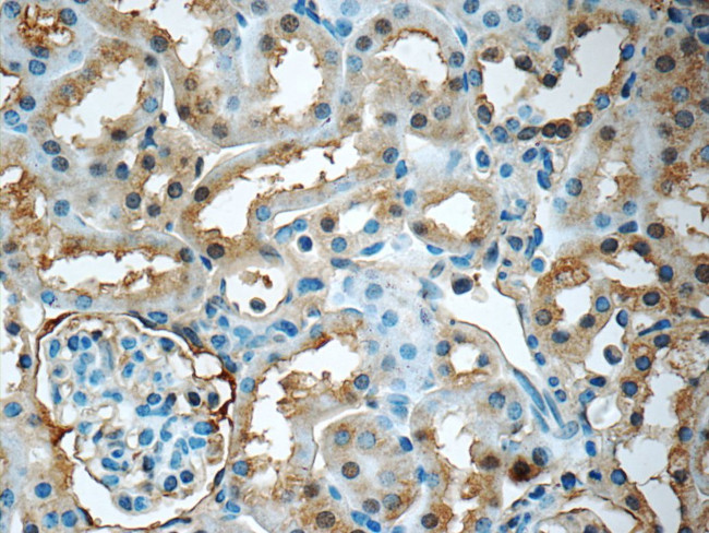 GNPDA2 Antibody in Immunohistochemistry (Paraffin) (IHC (P))