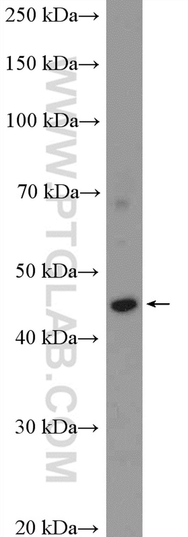 PERLD1 Antibody in Western Blot (WB)