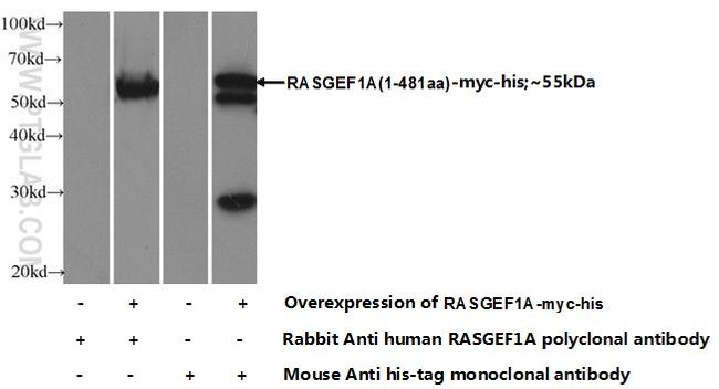 RASGEF1A Antibody in Western Blot (WB)