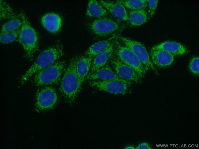 YARS2 Antibody in Immunocytochemistry (ICC/IF)