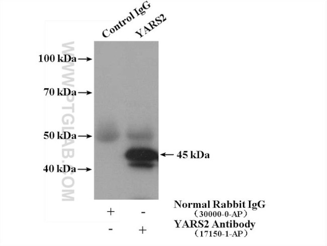 YARS2 Antibody in Immunoprecipitation (IP)