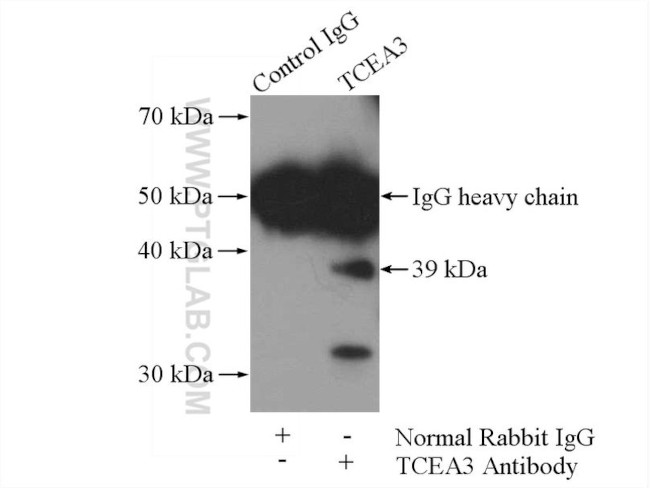 TCEA3 Antibody in Immunoprecipitation (IP)