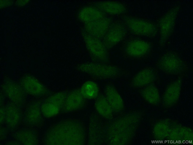 APOBEC4 Antibody in Immunocytochemistry (ICC/IF)