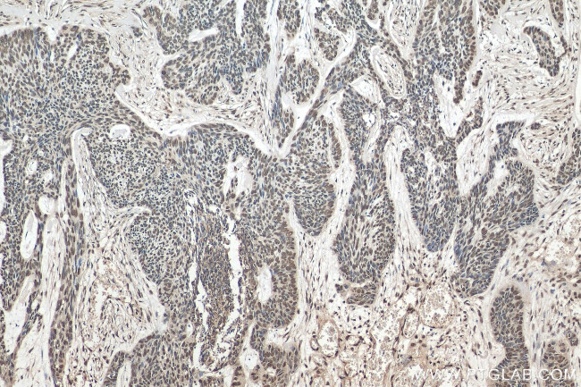 Histone-H3 Antibody in Immunohistochemistry (Paraffin) (IHC (P))