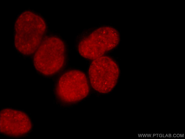 Histone-H3 Antibody in Immunocytochemistry (ICC/IF)