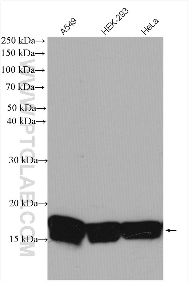 Histone-H3 Antibody in Western Blot (WB)