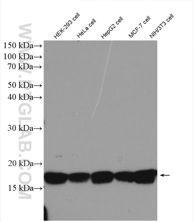 Histone-H3 Antibody in Western Blot (WB)