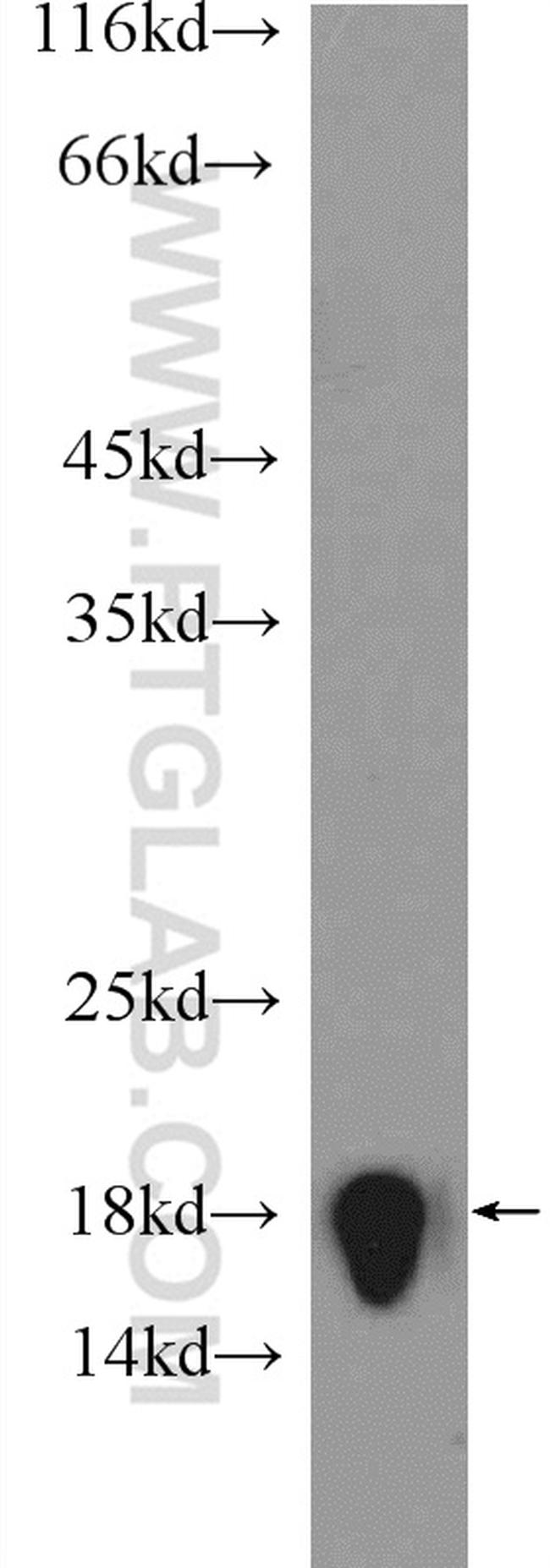 Histone-H3 Antibody in Western Blot (WB)