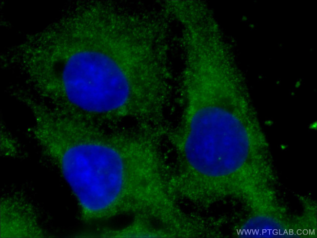 LOH12CR1 Antibody in Immunocytochemistry (ICC/IF)