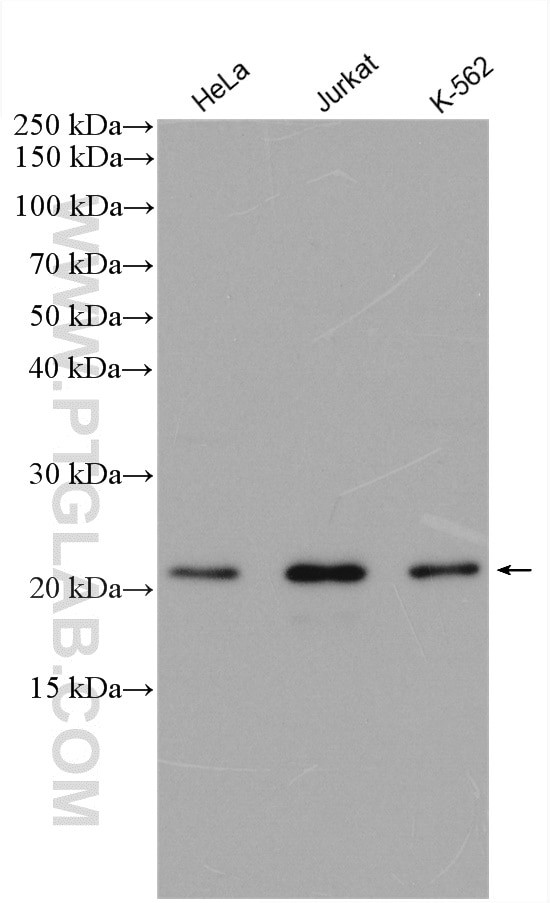 LOH12CR1 Antibody in Western Blot (WB)