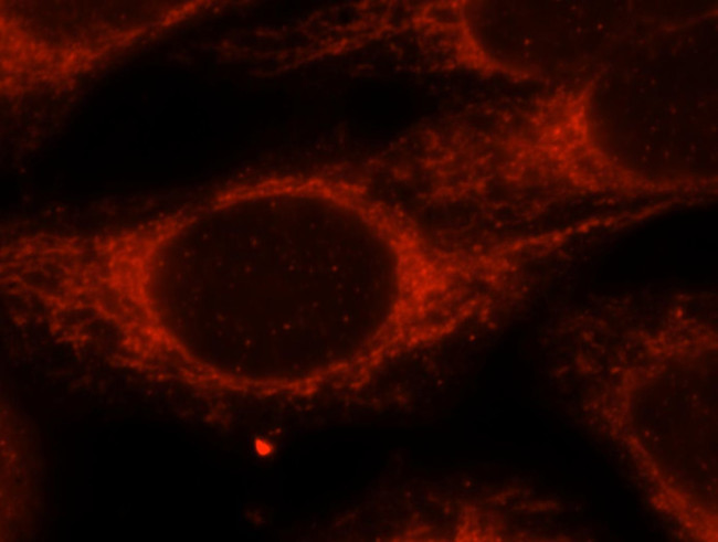 IARS2 Antibody in Immunocytochemistry (ICC/IF)