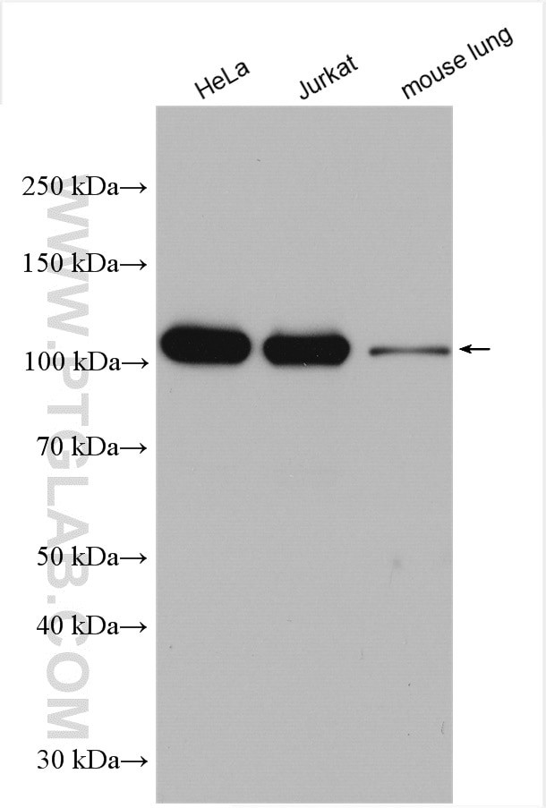 IARS2 Antibody in Western Blot (WB)