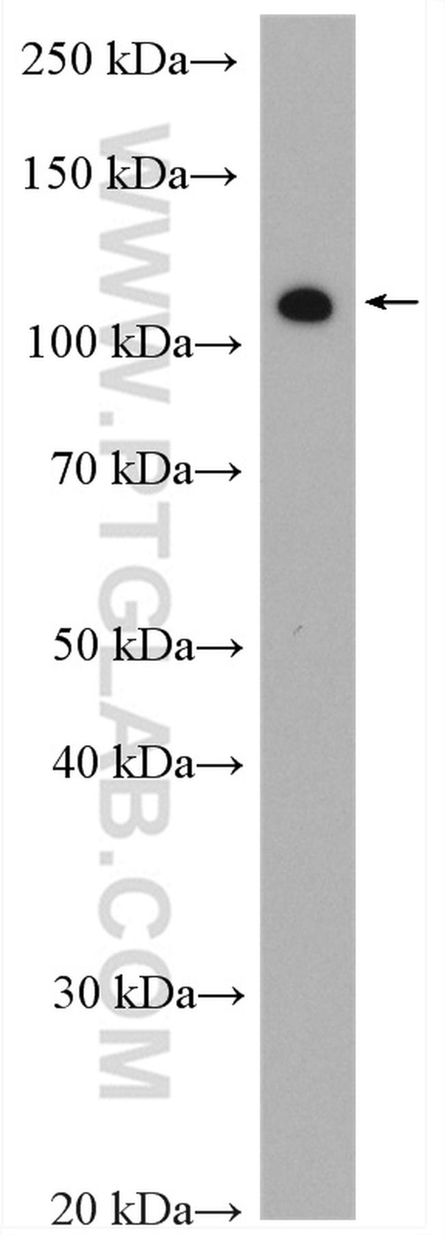 IARS2 Antibody in Western Blot (WB)