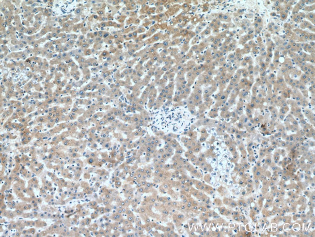 BPGM Antibody in Immunohistochemistry (Paraffin) (IHC (P))