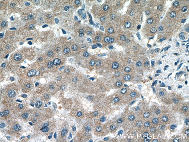 BPGM Antibody in Immunohistochemistry (Paraffin) (IHC (P))