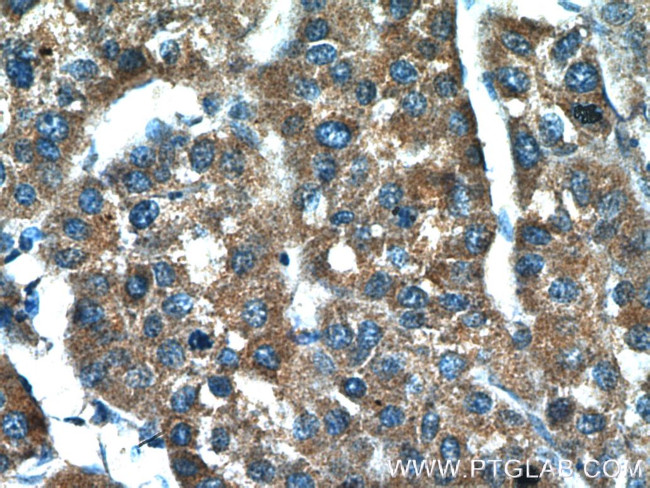 BPGM Antibody in Immunohistochemistry (Paraffin) (IHC (P))