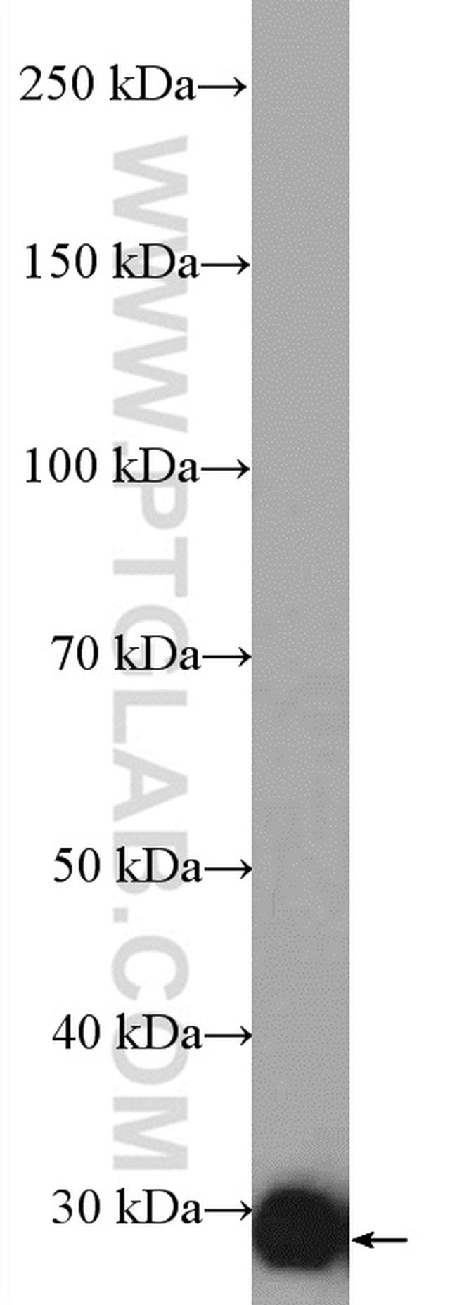 HAGH Antibody in Western Blot (WB)