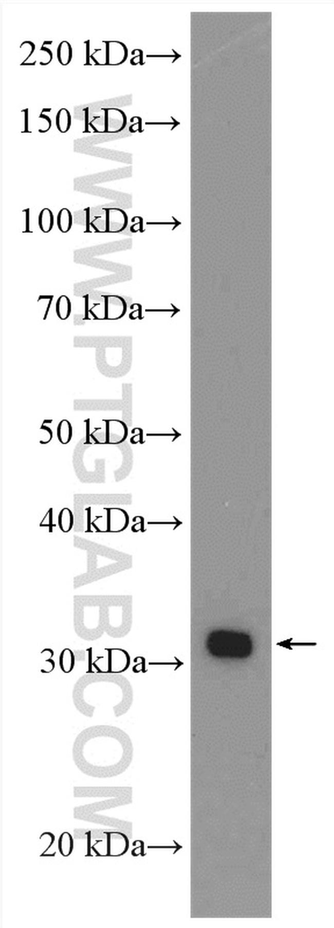 HMGCLL1 Antibody in Western Blot (WB)