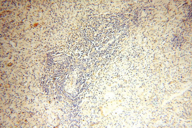 LYZL1 Antibody in Immunohistochemistry (Paraffin) (IHC (P))