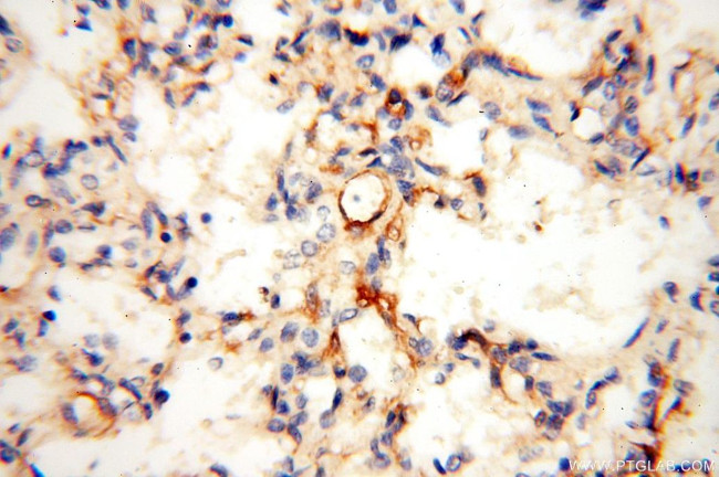 LYZL1 Antibody in Immunohistochemistry (Paraffin) (IHC (P))