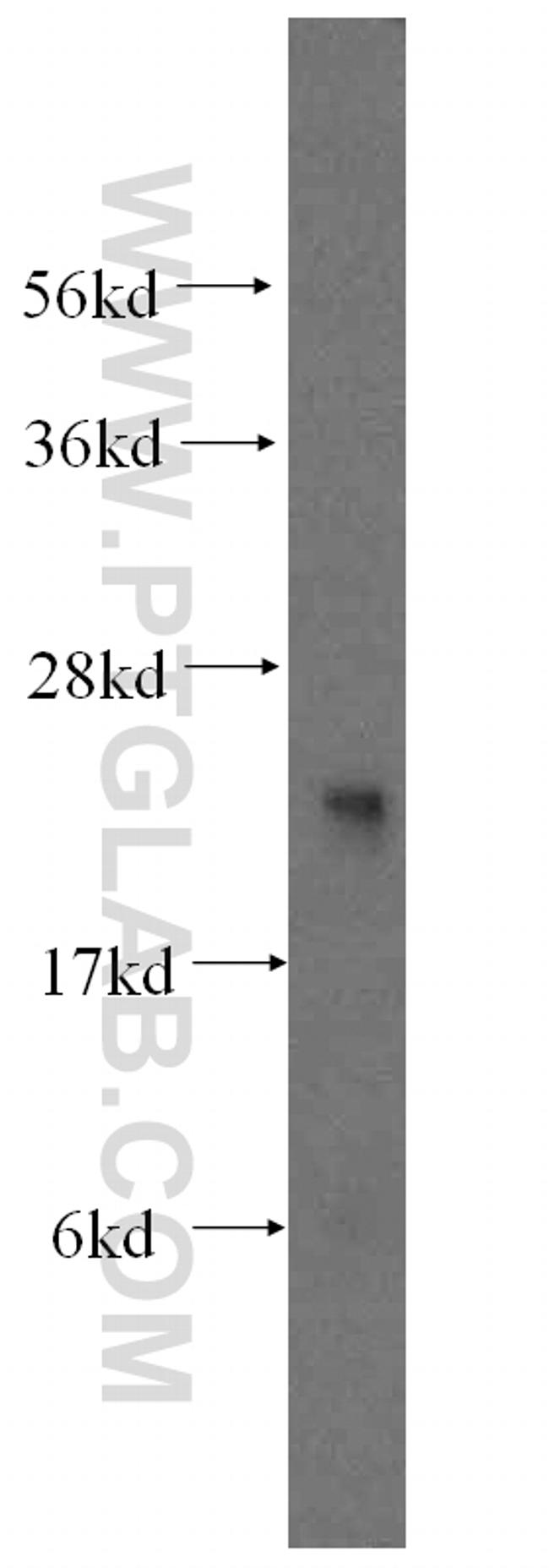 LYZL1 Antibody in Western Blot (WB)