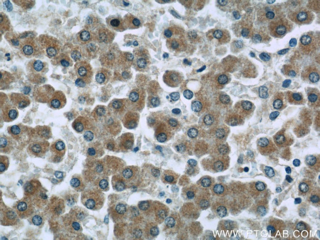 NLRX1 Antibody in Immunohistochemistry (Paraffin) (IHC (P))
