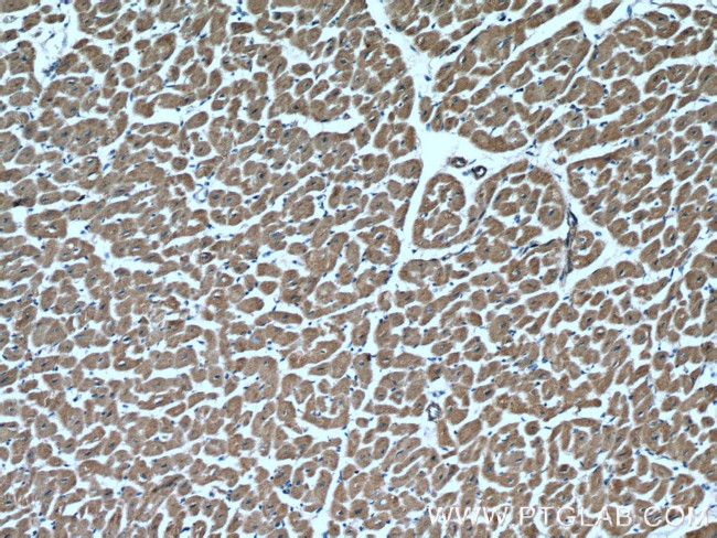 NLRX1 Antibody in Immunohistochemistry (Paraffin) (IHC (P))